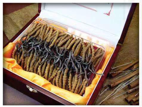 那曲冬虫夏草回收